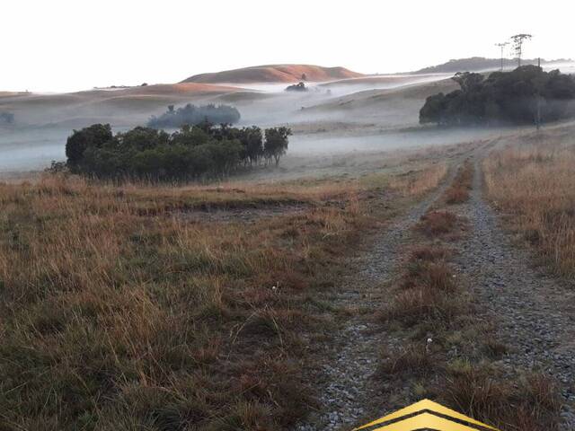 Chácara para Venda em Caxias do Sul - 5