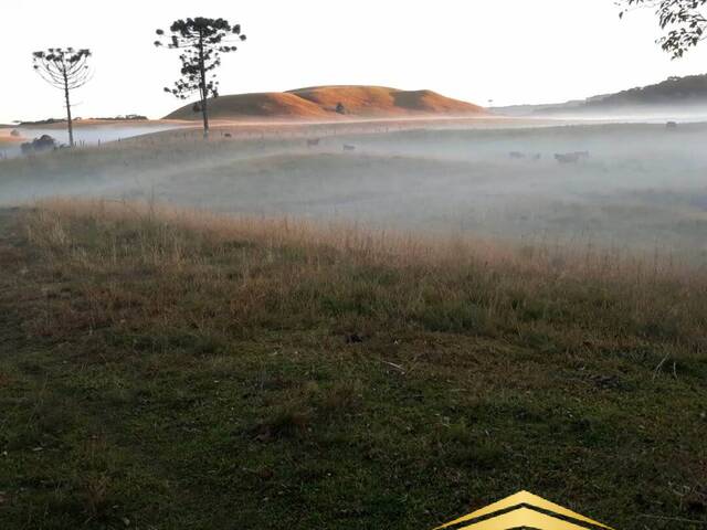 Chácara para Venda em Caxias do Sul - 4