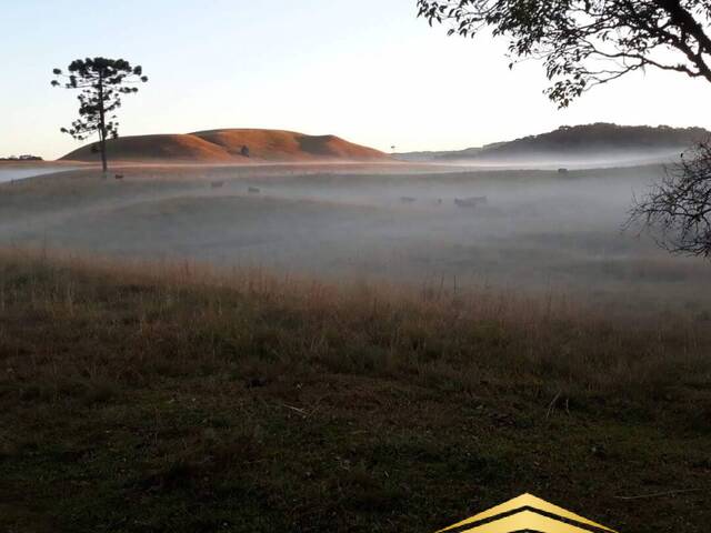 Venda em Fazenda Souza - Caxias do Sul