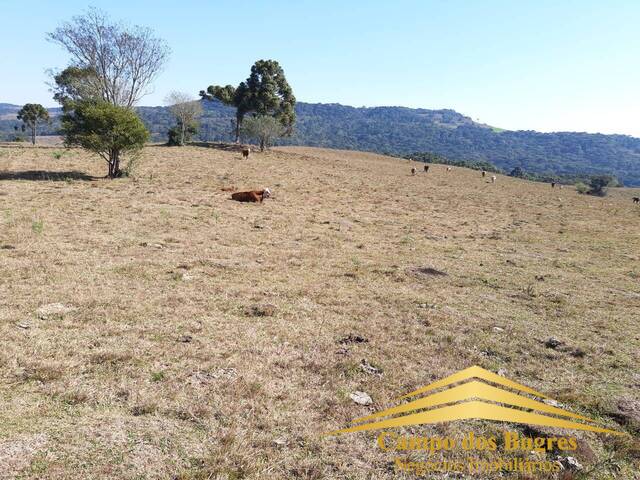 #800 - Chácara para Venda em São Francisco de Paula - RS