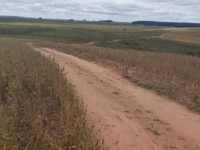 Chácara para Venda em Santana do Livramento - 4