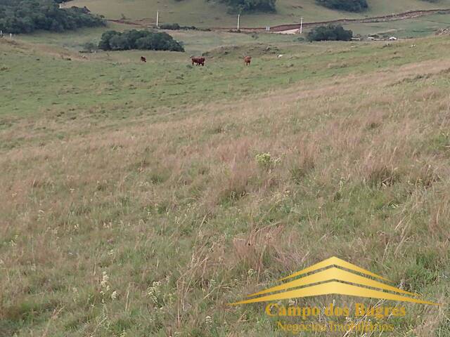Chácara para Venda em Caxias do Sul - 5