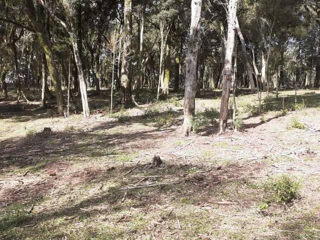 Venda em Fazenda Souza - Caxias do Sul