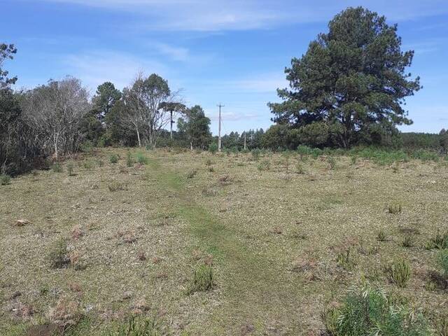 Chácara para Venda em Caxias do Sul - 5