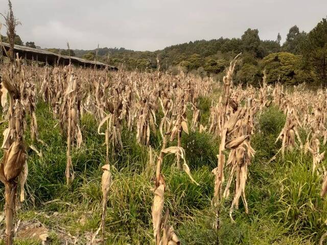 Chácara para Venda em Caxias do Sul - 4