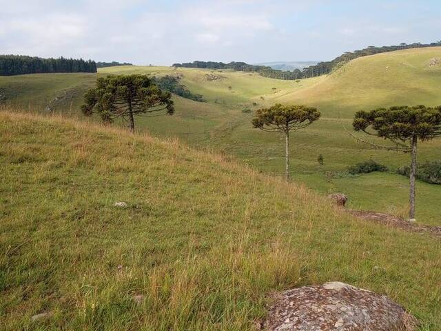 #880 - Fazenda para Venda em São Francisco de Paula - RS