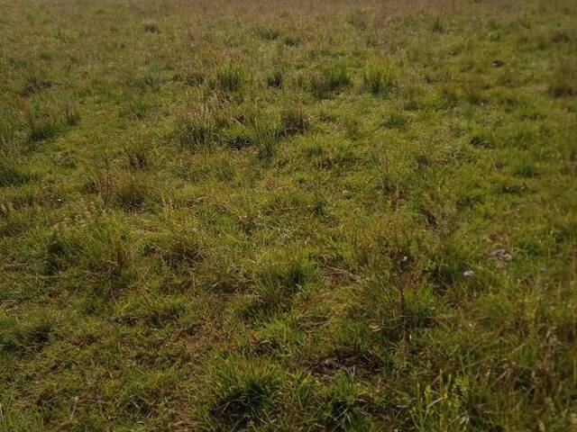 Fazenda para Venda em São Francisco de Paula - 5