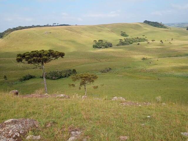 #880 - Fazenda para Venda em São Francisco de Paula - RS