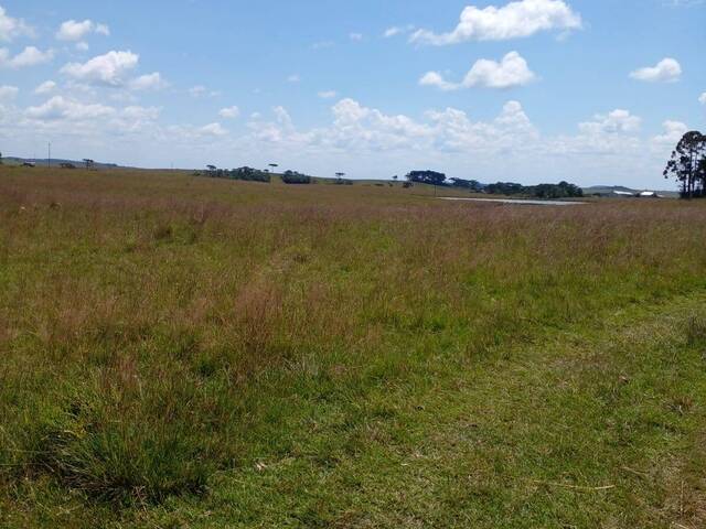 #898 - Fazenda para Venda em São Francisco de Paula - RS