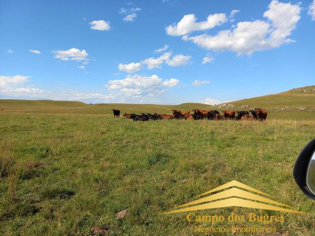 #909 - Fazenda para Venda em São Francisco de Paula - RS