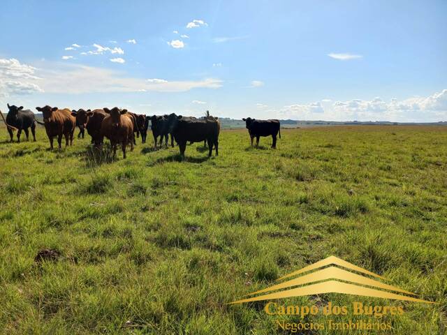 #909 - Fazenda para Venda em São Francisco de Paula - RS