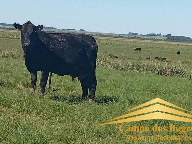 #960 - Fazenda para Venda em Santana do Livramento - RS