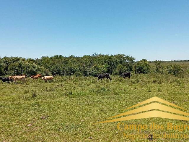 #960 - Fazenda para Venda em Santana do Livramento - RS