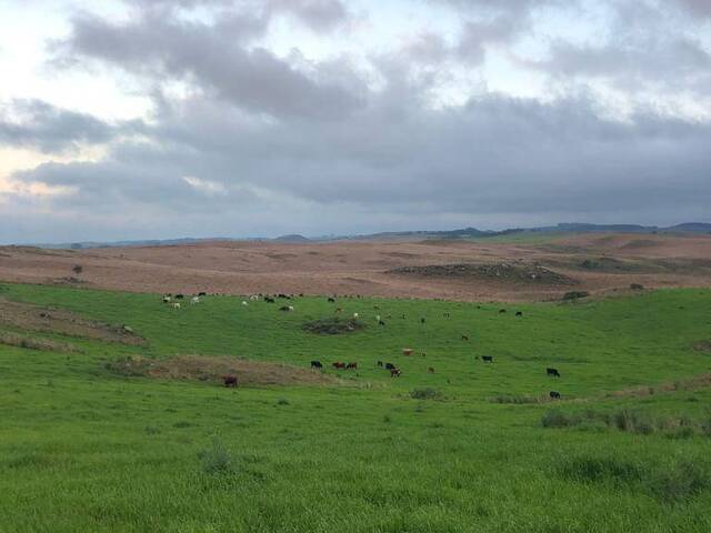 #972 - Fazenda para Venda em São Francisco de Paula - RS