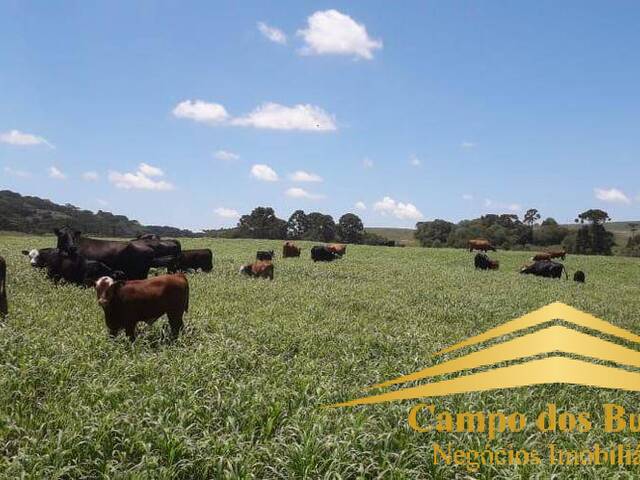 #972 - Fazenda para Venda em São Francisco de Paula - RS