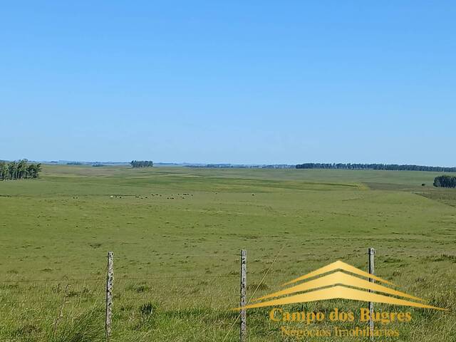 #1036 - Fazenda para Venda em Santana do Livramento - RS