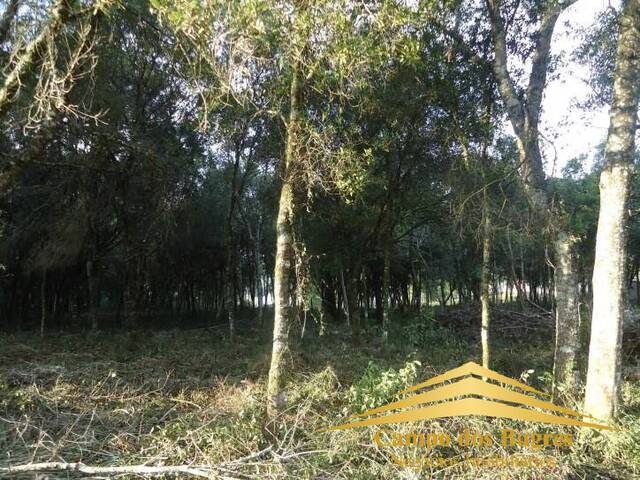 Terreno para Venda em Flores da Cunha - 4