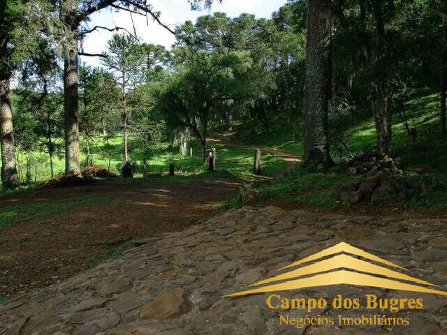 Chácara para Venda em São Francisco de Paula - 2