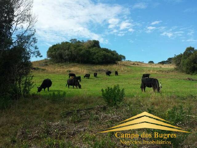Fazenda para Venda em Caxias do Sul - 4