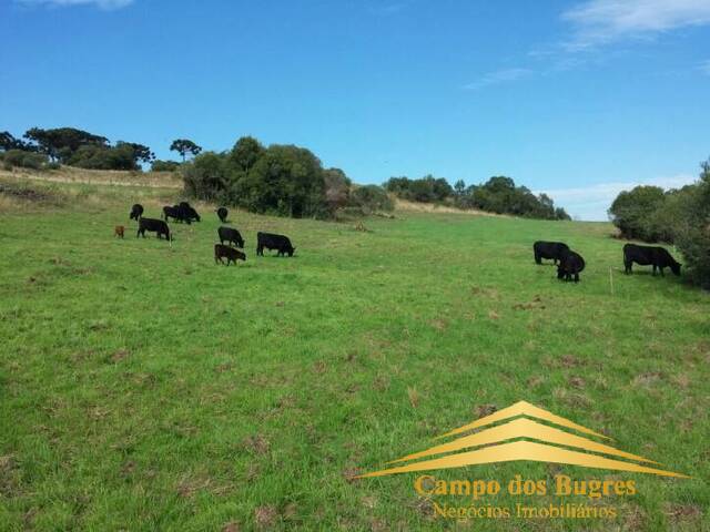 Fazenda para Venda em Caxias do Sul - 5
